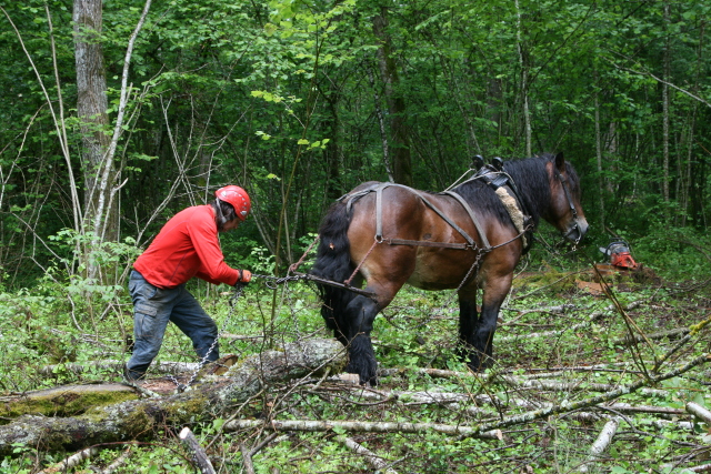 Horses help to maintain CERN's forests