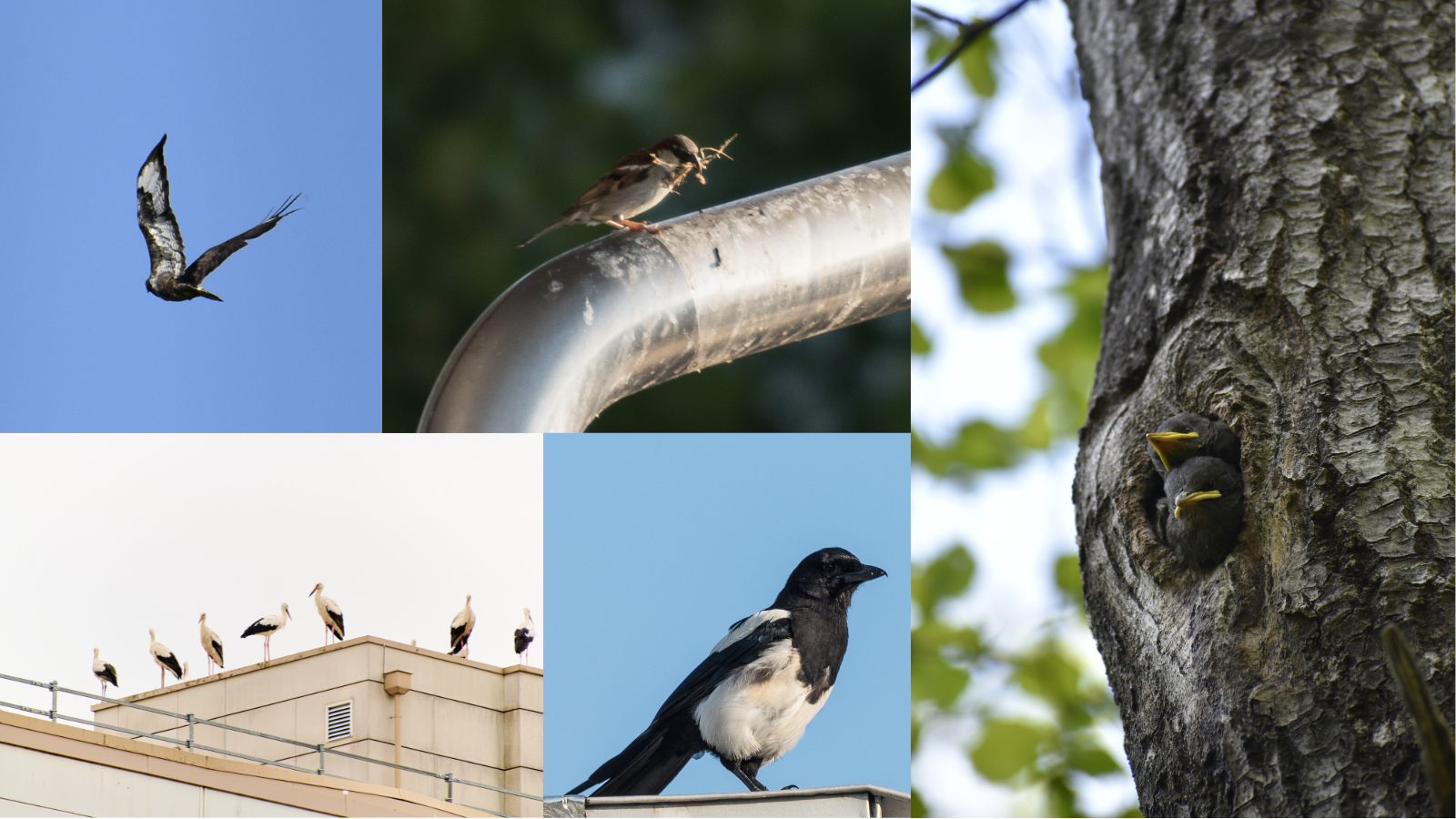 Variety of birds photographed on the CERN site