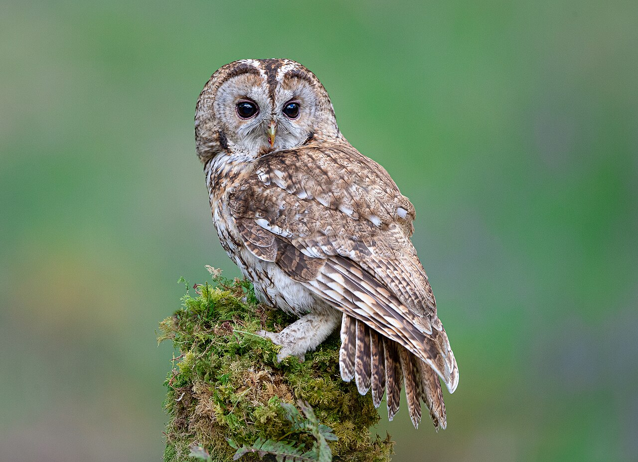 Tawny owl