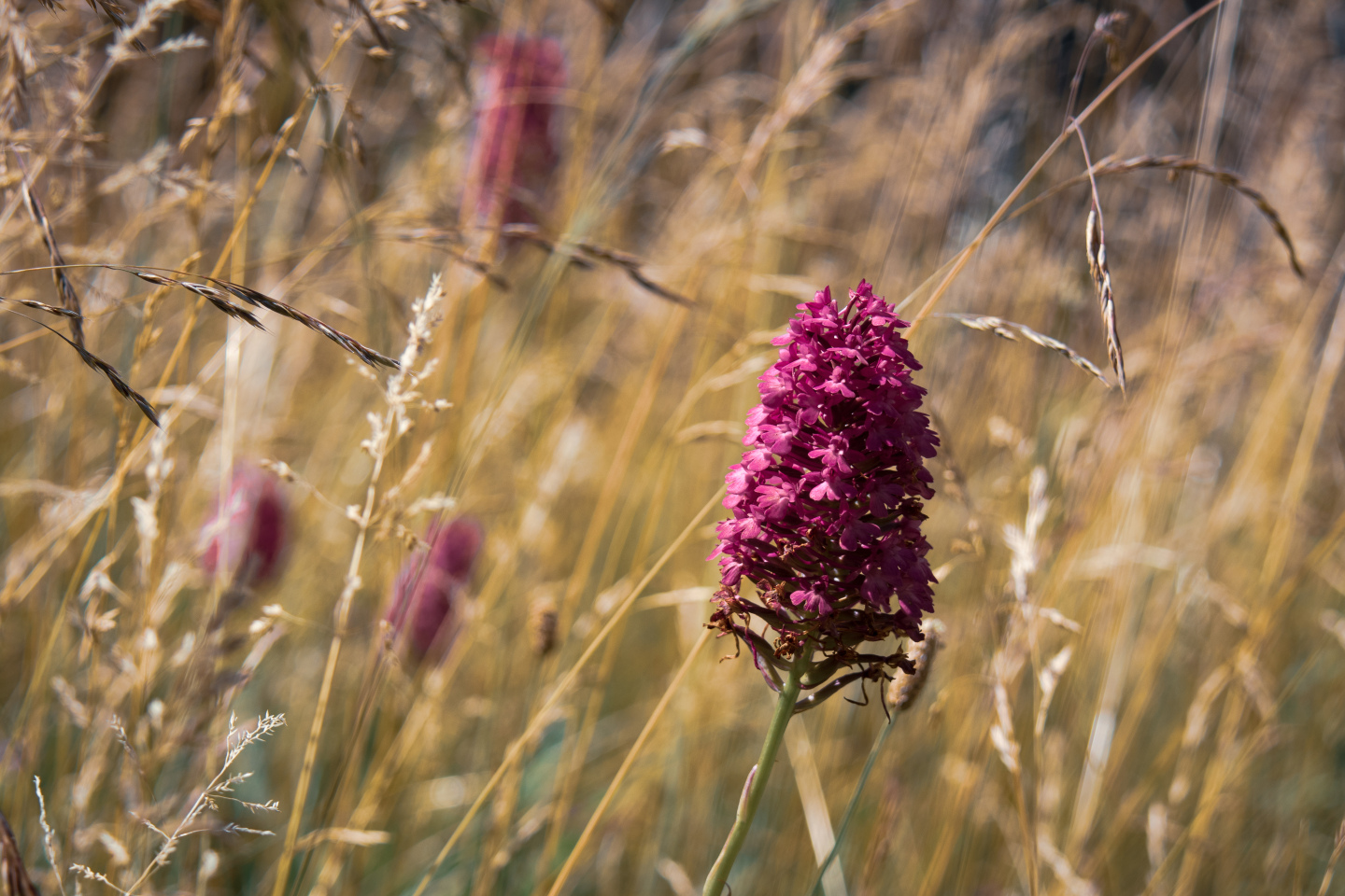 The pyramidal orchid.